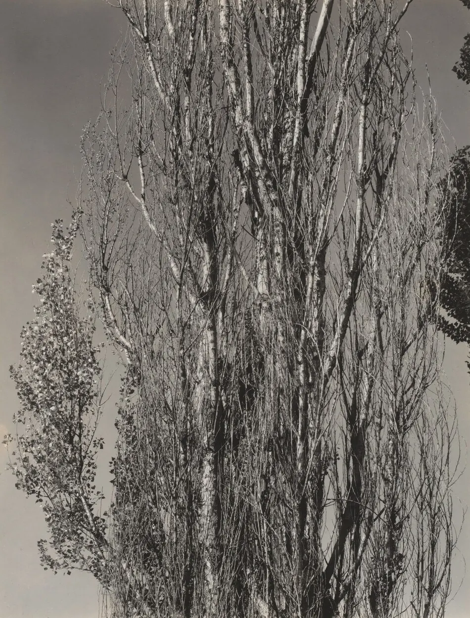 Poplars—Lake George by Alfred Stieglitz