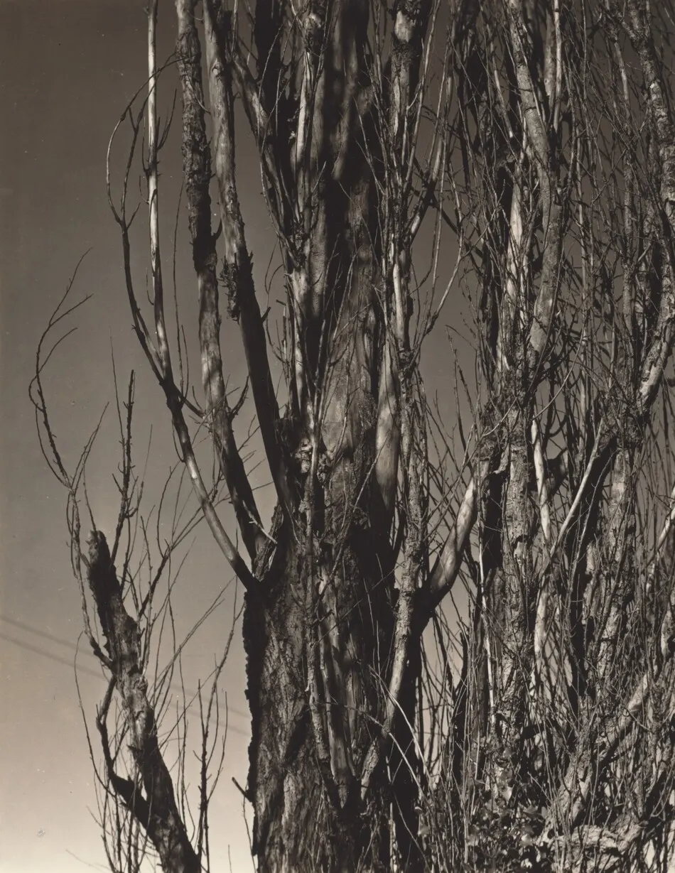 Poplar—Lake George by Alfred Stieglitz