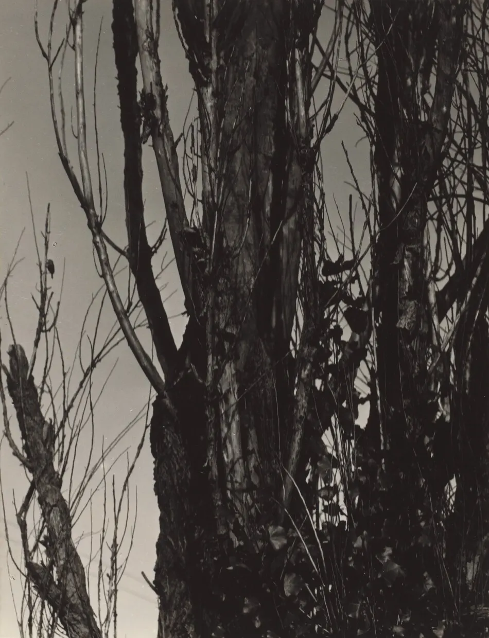 Poplar—Lake George by Alfred Stieglitz