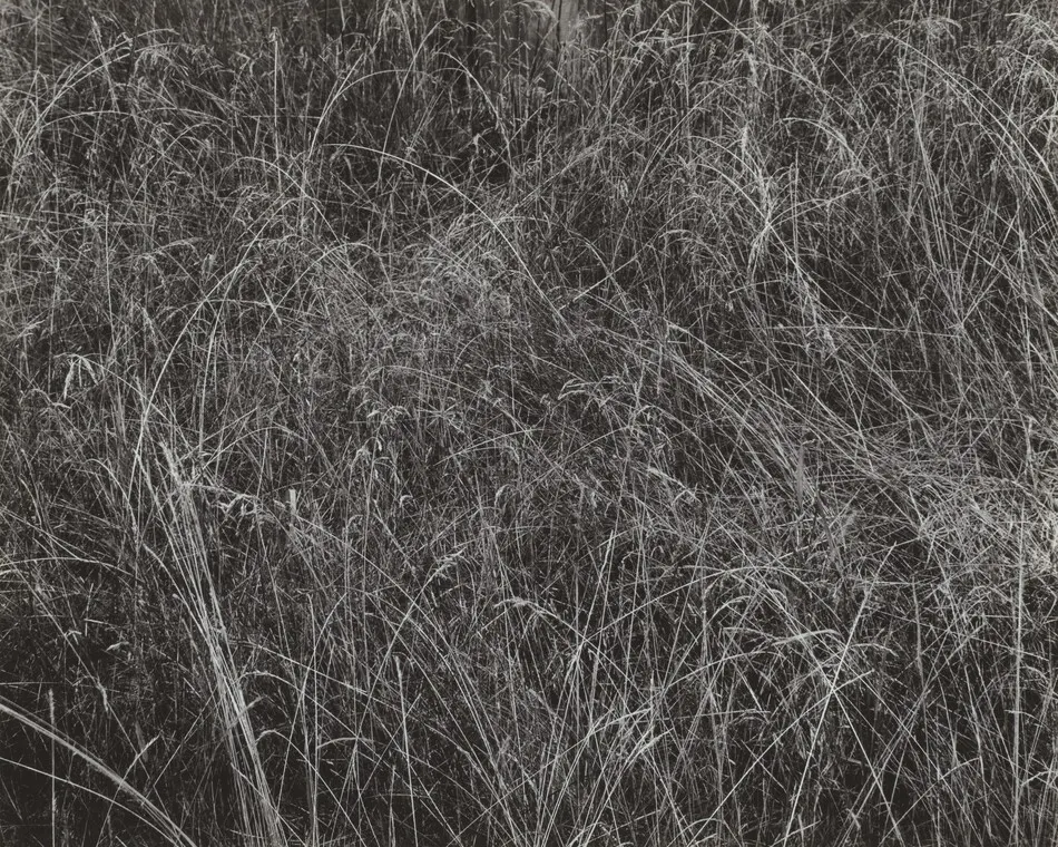 Grass by Alfred Stieglitz