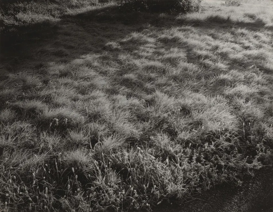 Grass and Frost by Alfred Stieglitz
