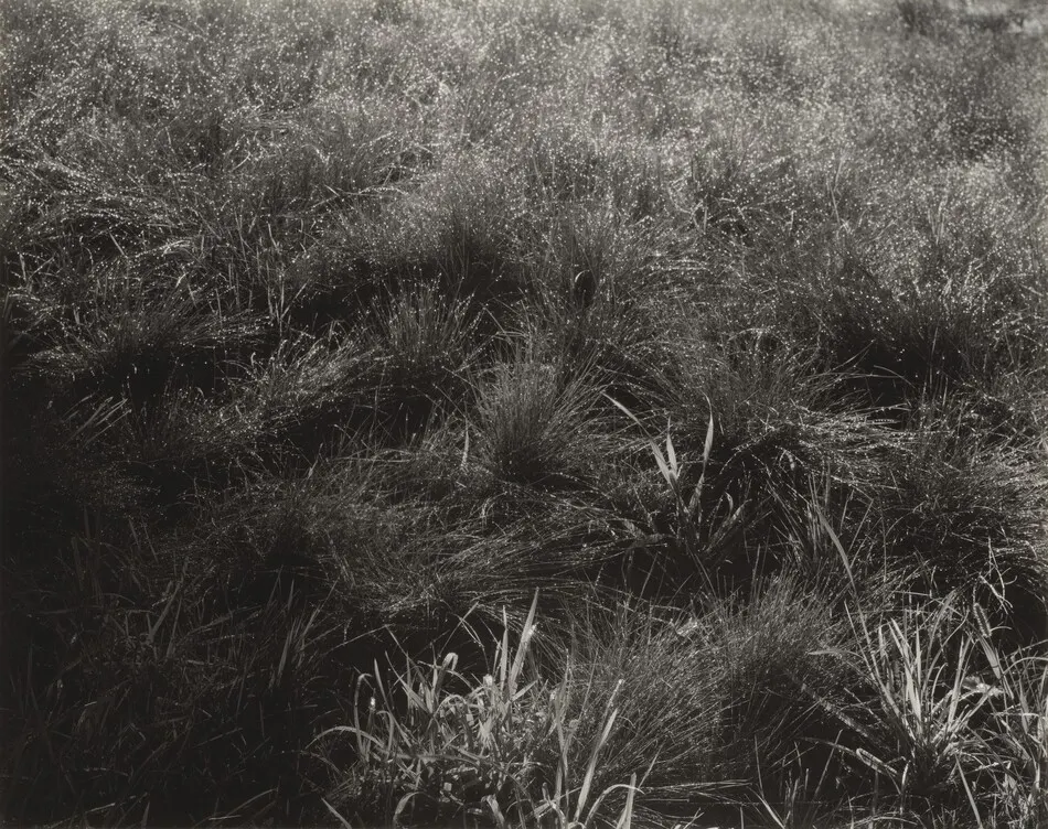 Grasses by Alfred Stieglitz