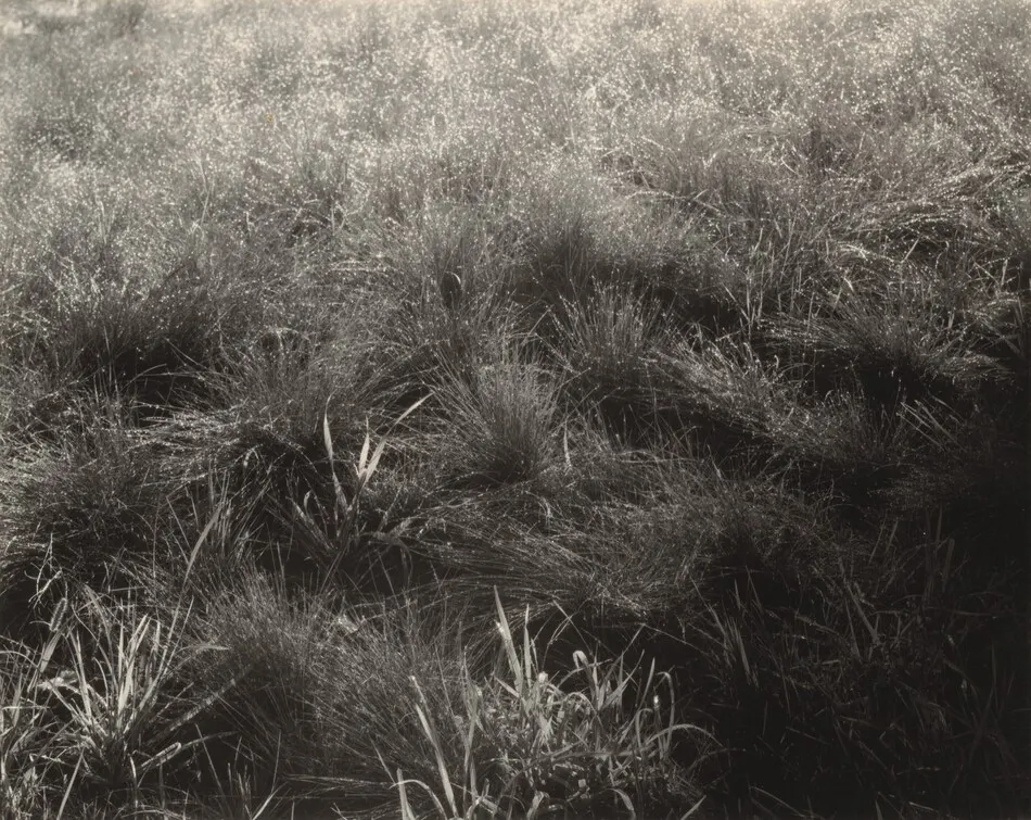 Grasses by Alfred Stieglitz