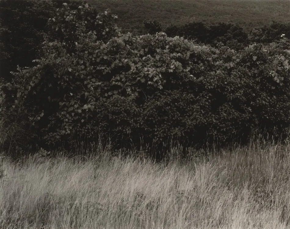 Hedge and Grasses—Lake George by Alfred Stieglitz