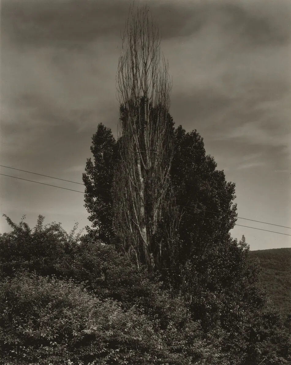 Poplars, Lake George by Alfred Stieglitz