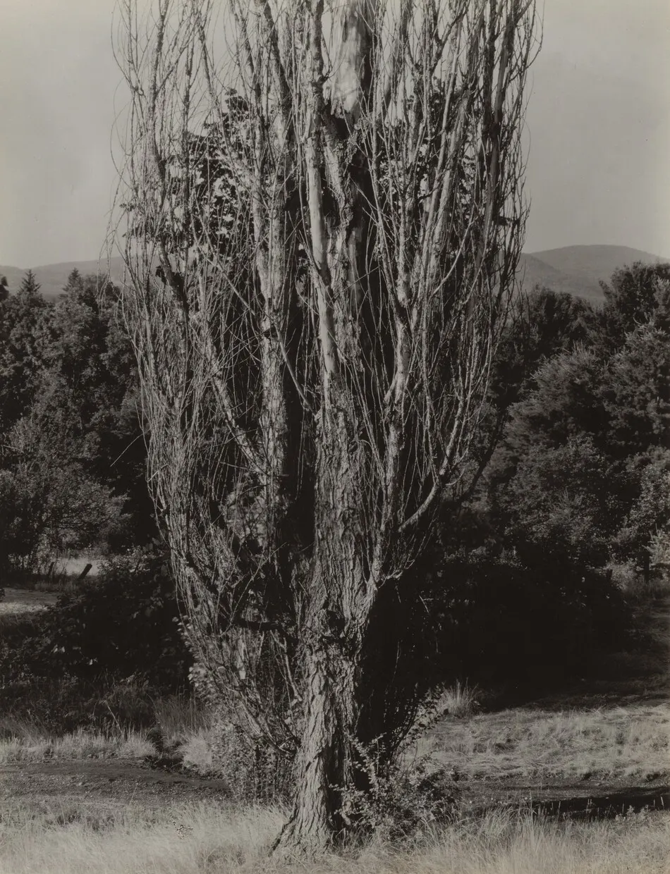 Poplars—Lake George by Alfred Stieglitz