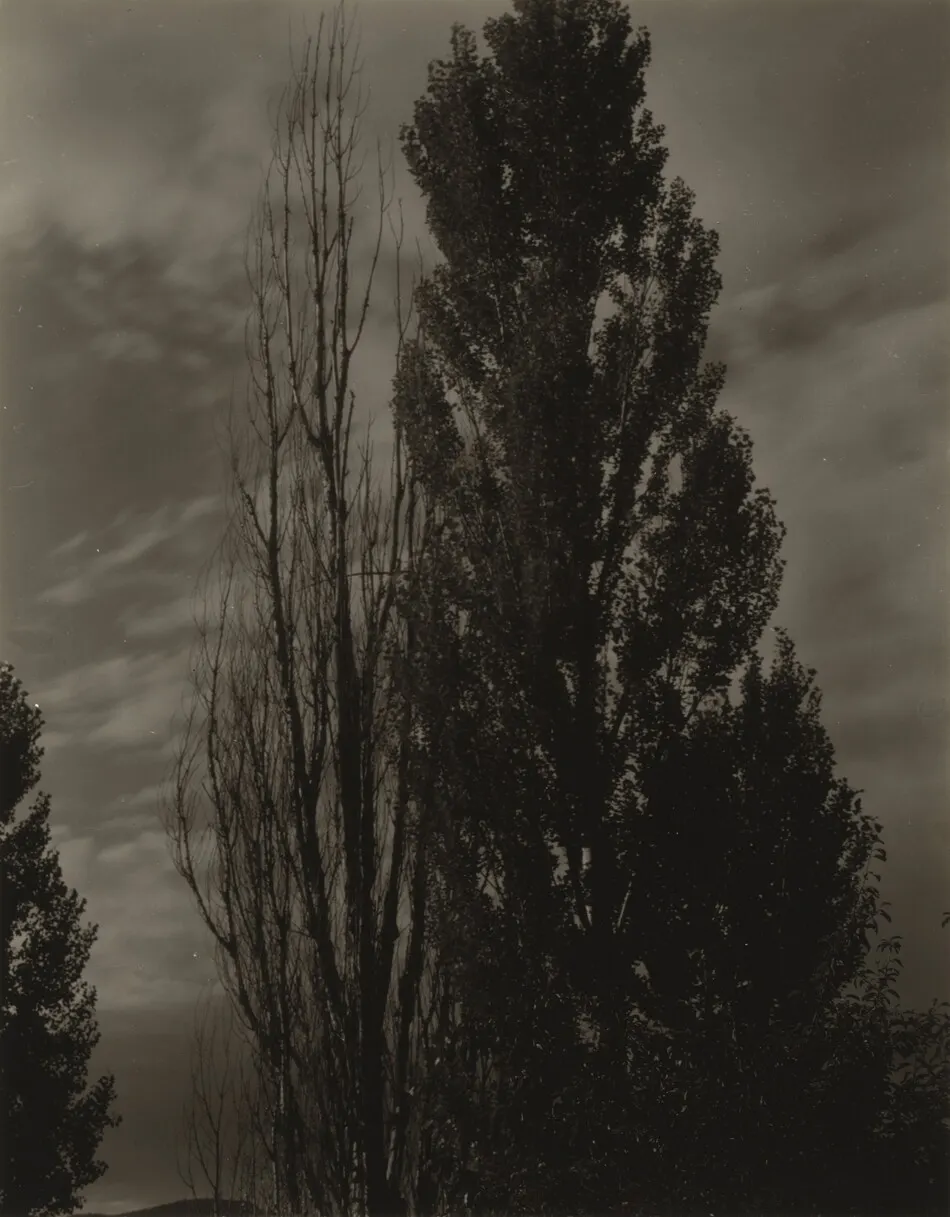 Poplars—Lake George by Alfred Stieglitz