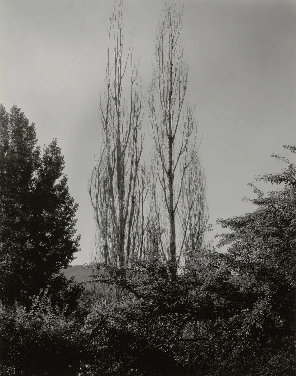 Poplars—Lake George by Alfred Stieglitz