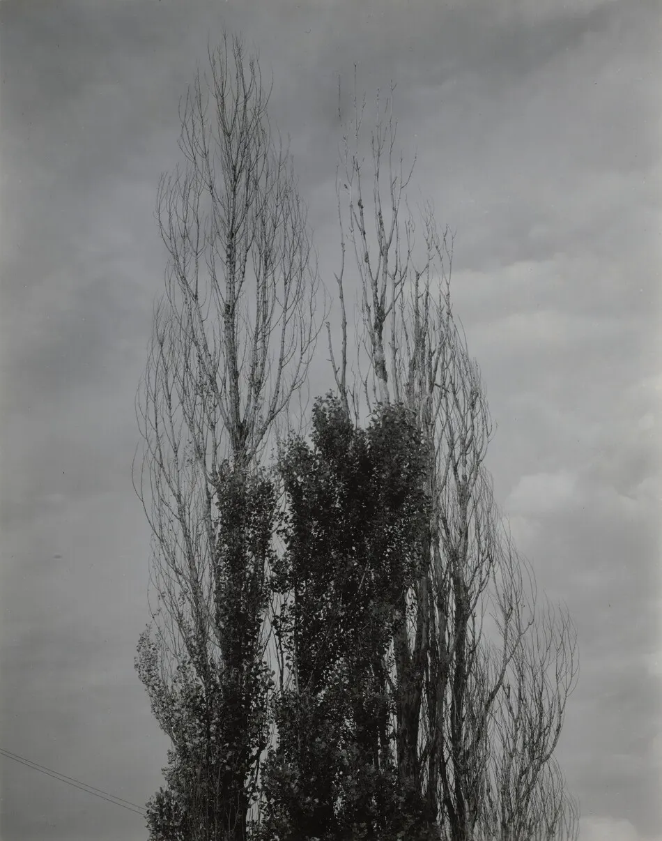 Poplars—Lake George by Alfred Stieglitz