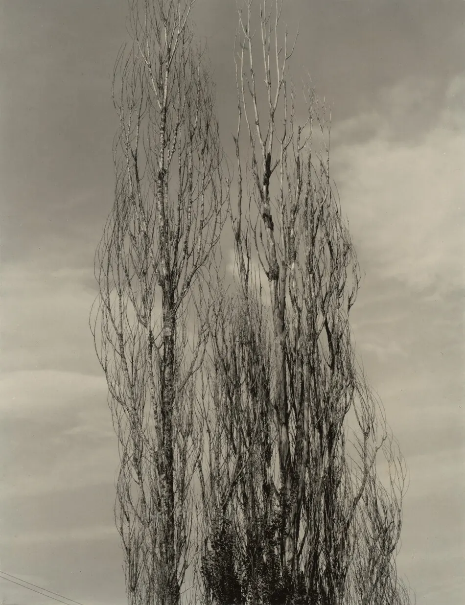 The Two Poplars, Lake George by Alfred Stieglitz