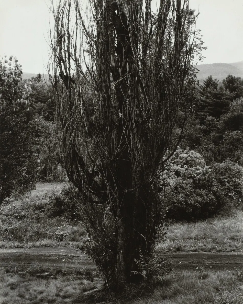 Poplar—Lake George by Alfred Stieglitz