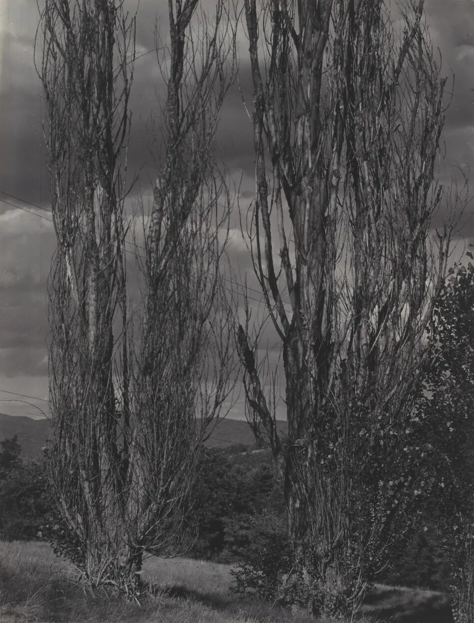 Poplars—Lake George by Alfred Stieglitz