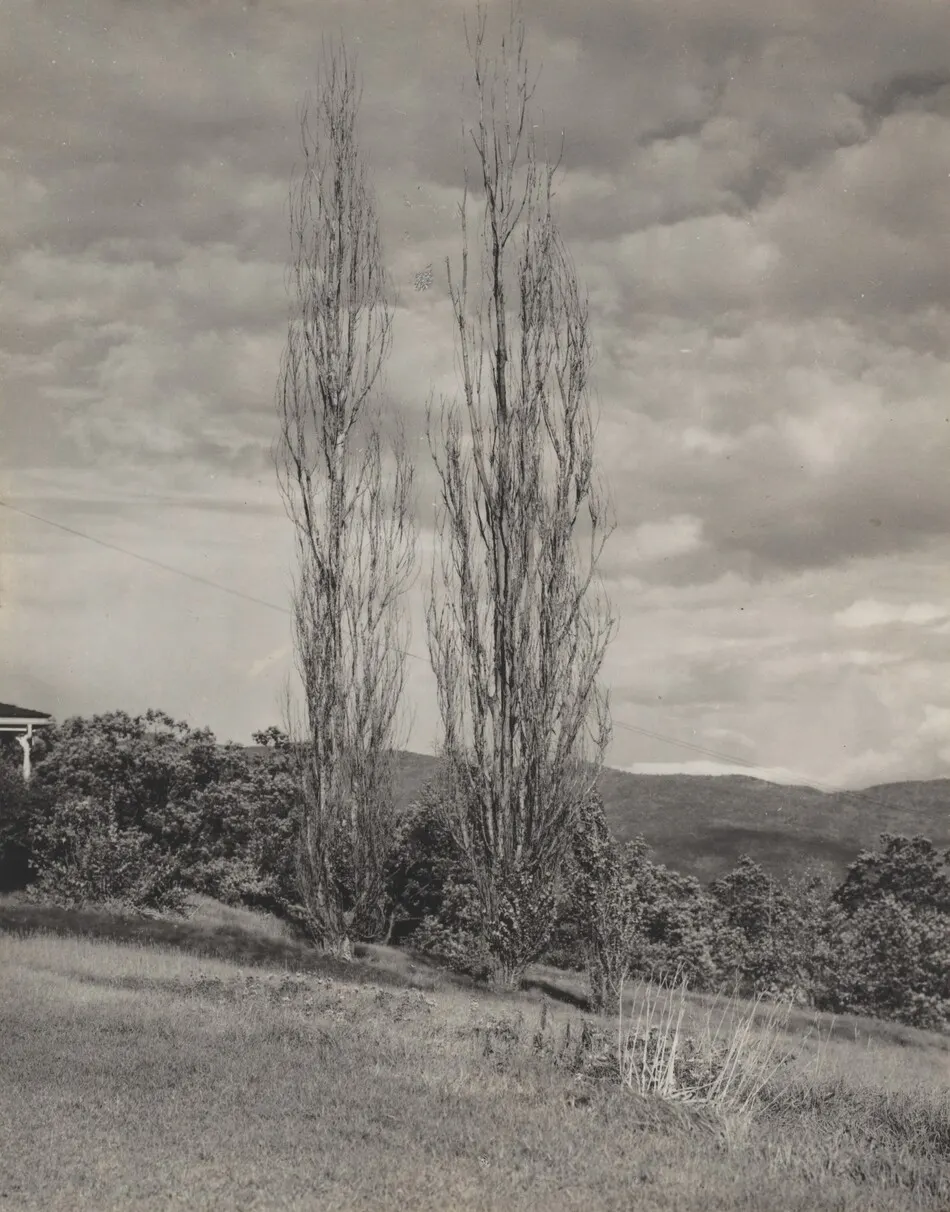 Poplars—Lake George by Alfred Stieglitz