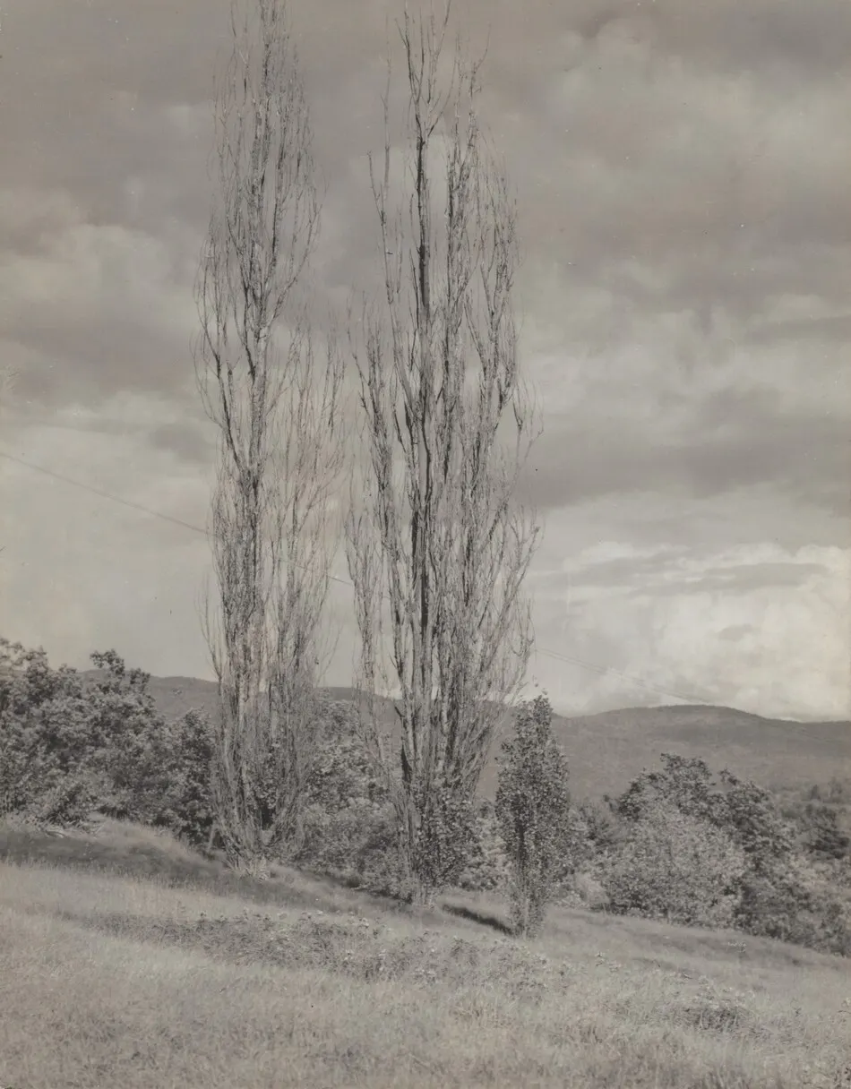 Poplars—Lake George by Alfred Stieglitz
