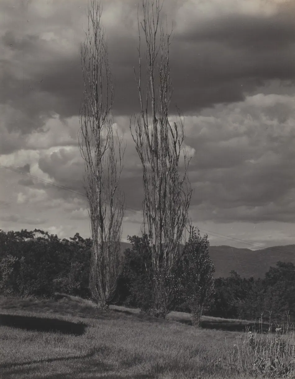 Poplars—Lake George by Alfred Stieglitz