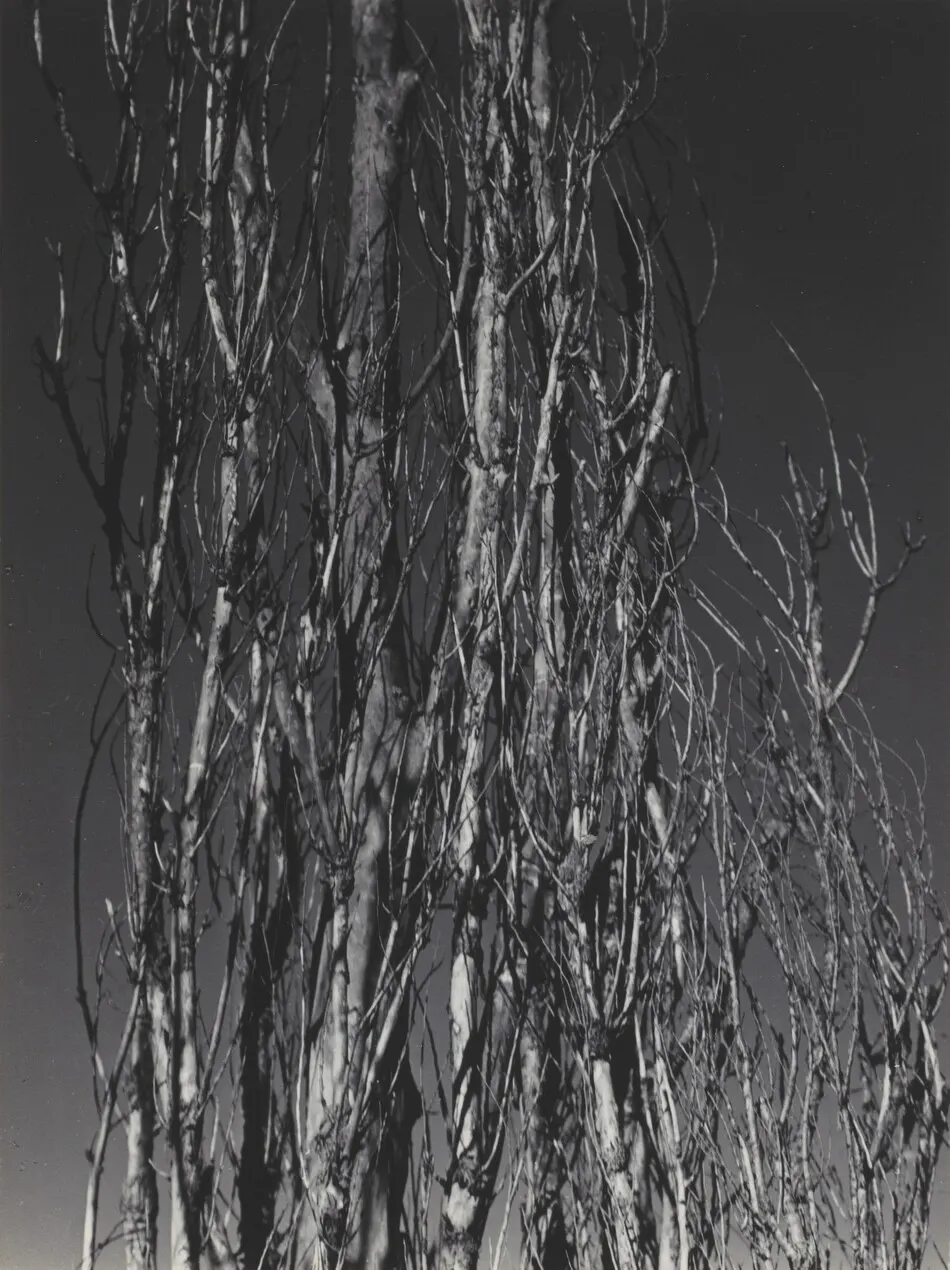 Poplar—Lake George by Alfred Stieglitz