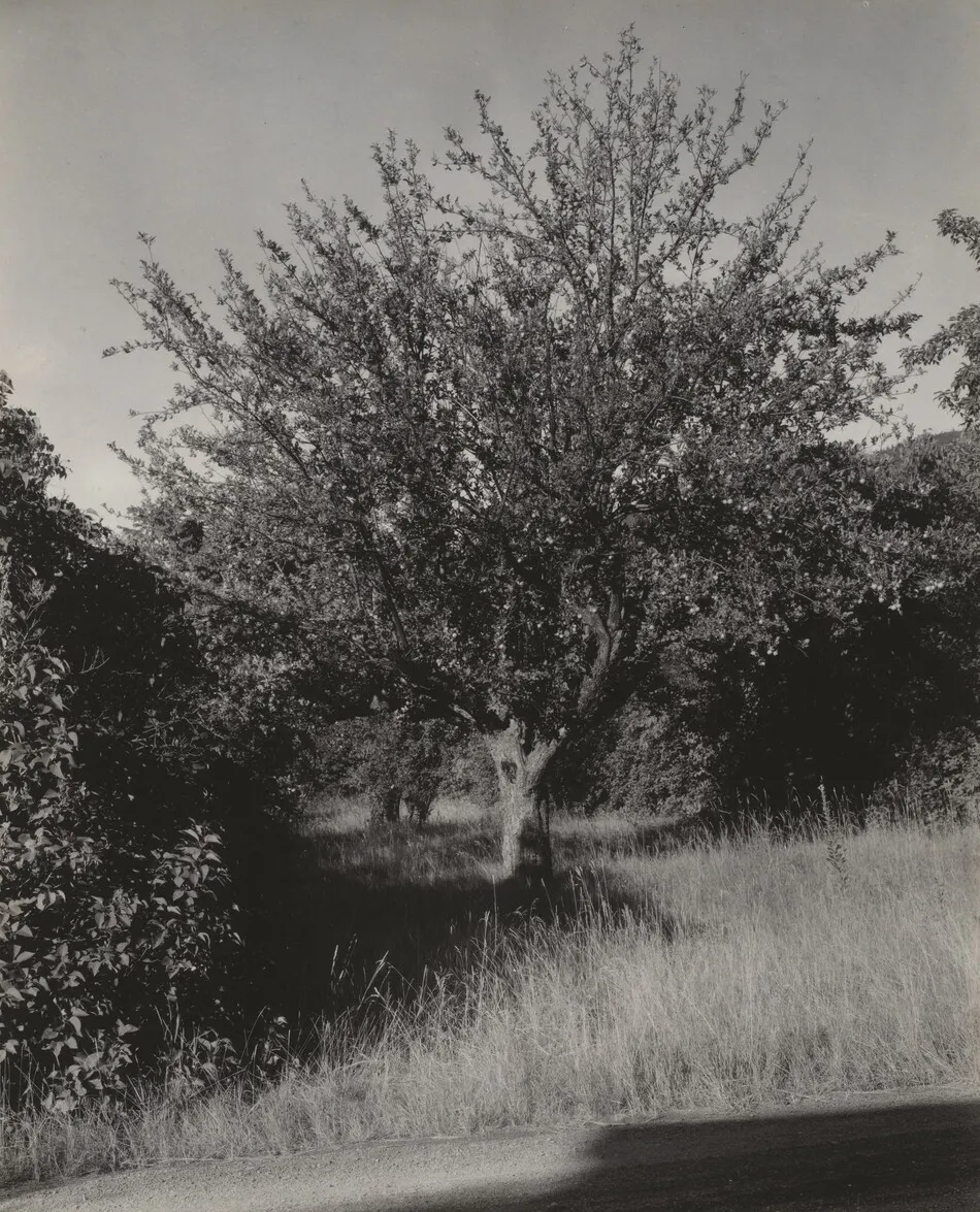 Apple Tree, Lake George by Alfred Stieglitz