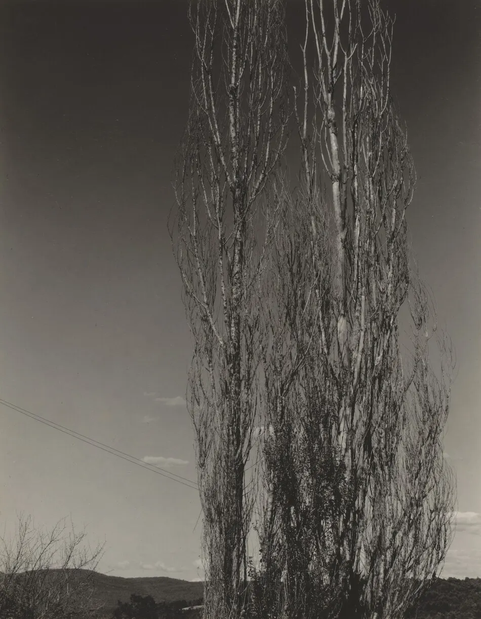The Two Poplars, Lake George by Alfred Stieglitz