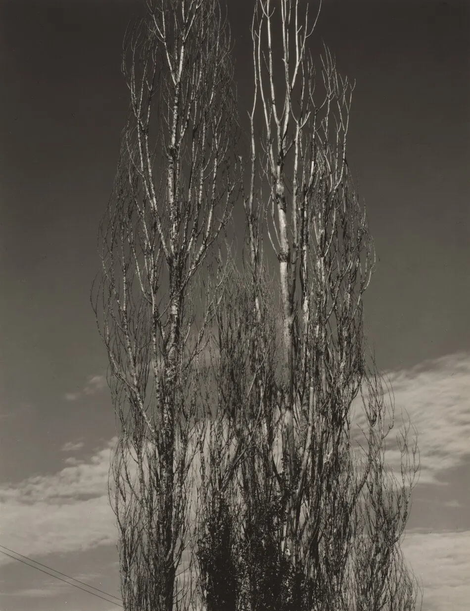 The Two Poplars, Lake George by Alfred Stieglitz