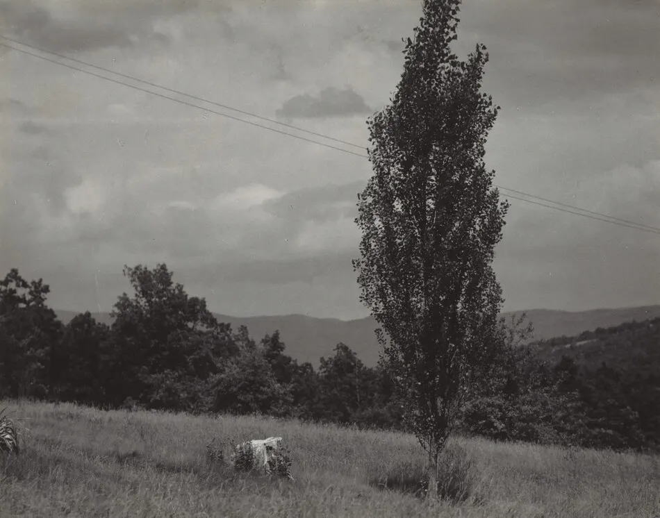 Poplar—Lake George by Alfred Stieglitz