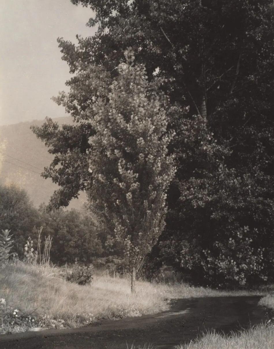 Poplar—Lake George by Alfred Stieglitz