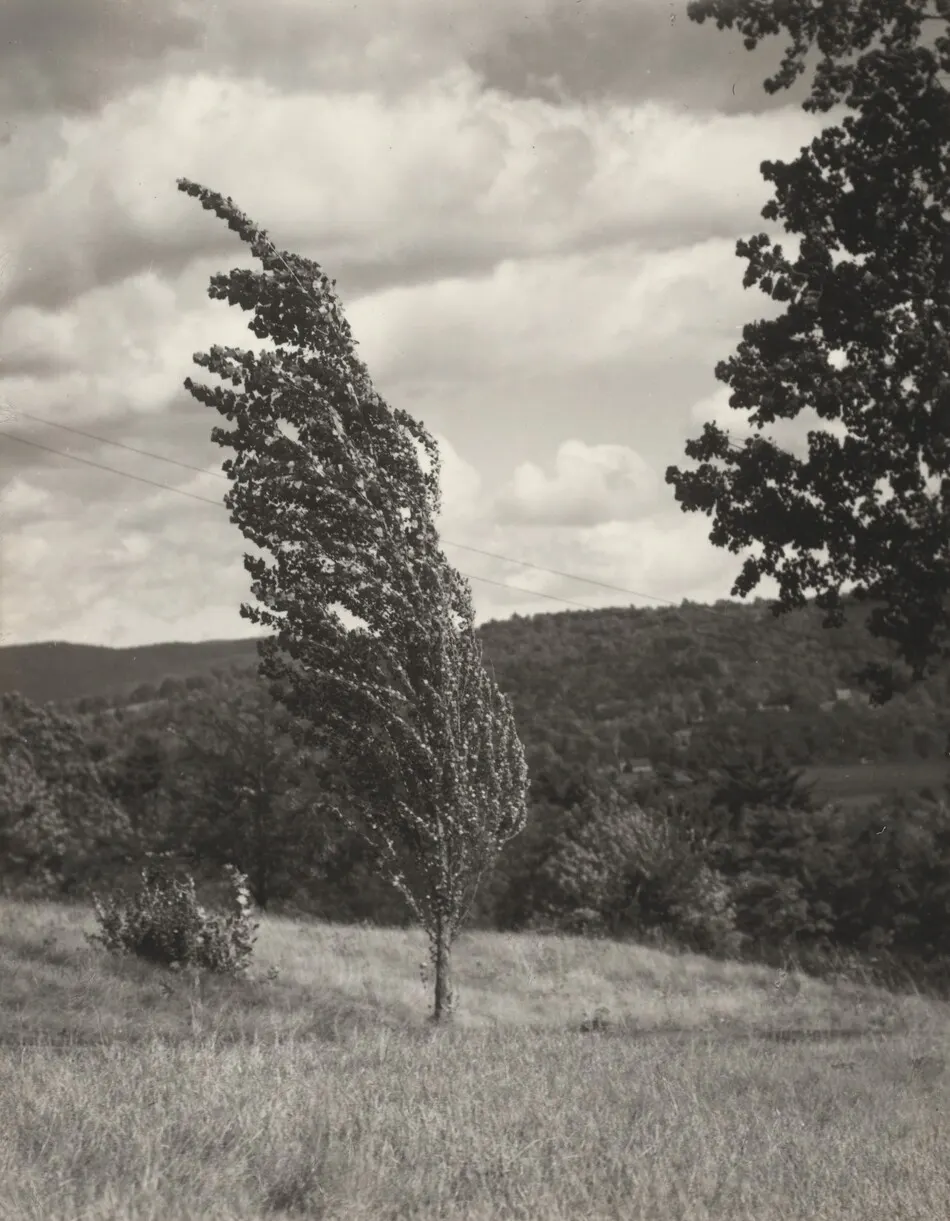 Poplar—Lake George by Alfred Stieglitz