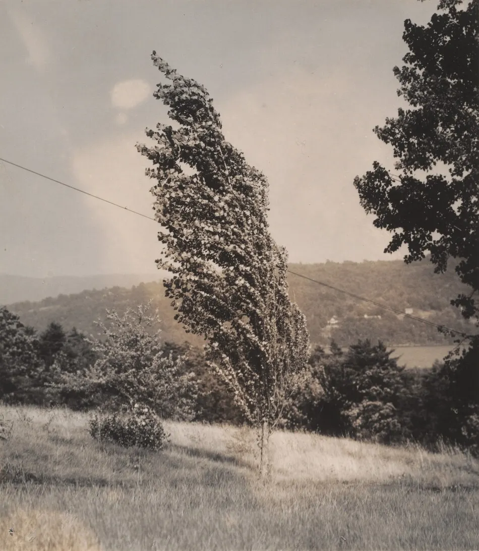 Poplar—Lake George by Alfred Stieglitz