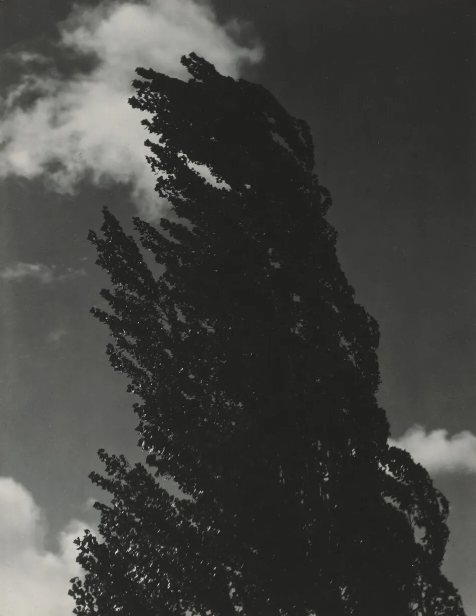 Songs of the Sky P4 by Alfred Stieglitz