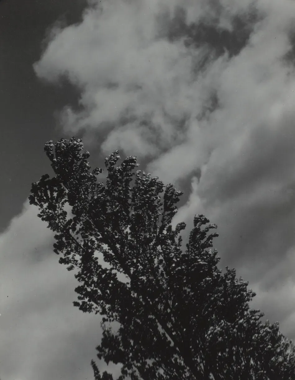 Songs of the Sky and Trees by Alfred Stieglitz