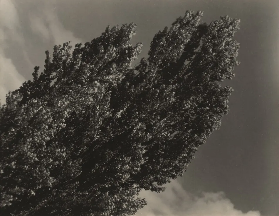 Equivalent by Alfred Stieglitz