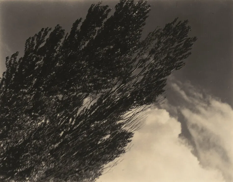 Poplars—Lake George by Alfred Stieglitz