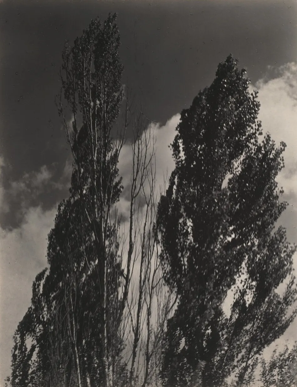 Poplars—Lake George by Alfred Stieglitz