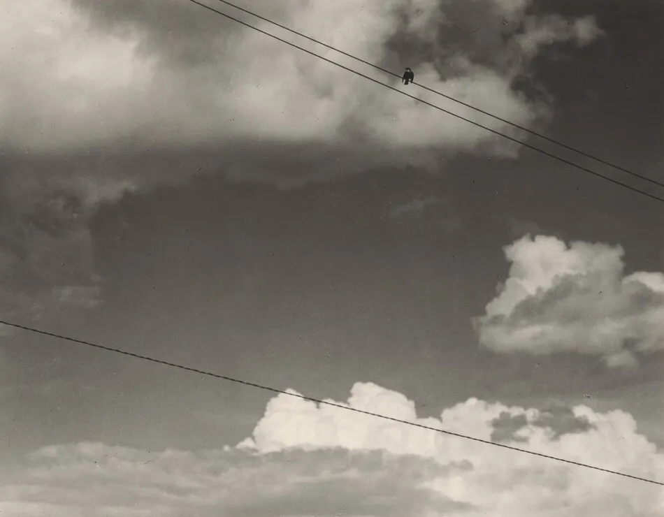 Bird by Alfred Stieglitz