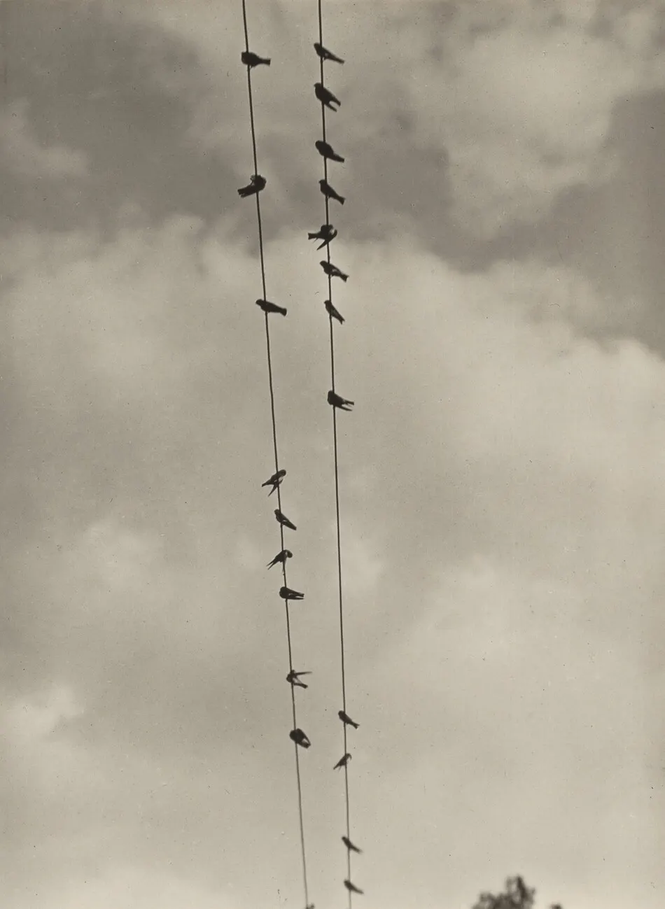 Birds by Alfred Stieglitz