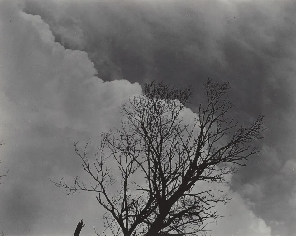 Tree Set 3 by Alfred Stieglitz
