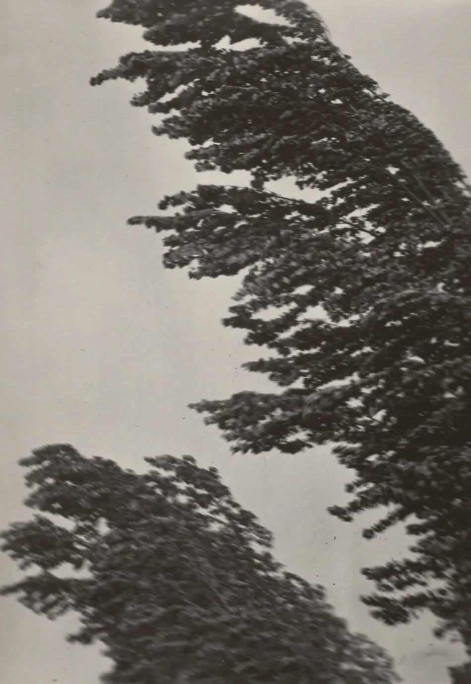 Songs of the Sky or Equivalent by Alfred Stieglitz