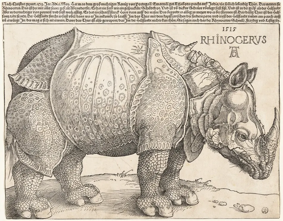 The Rhinoceros by Albrecht Dürer