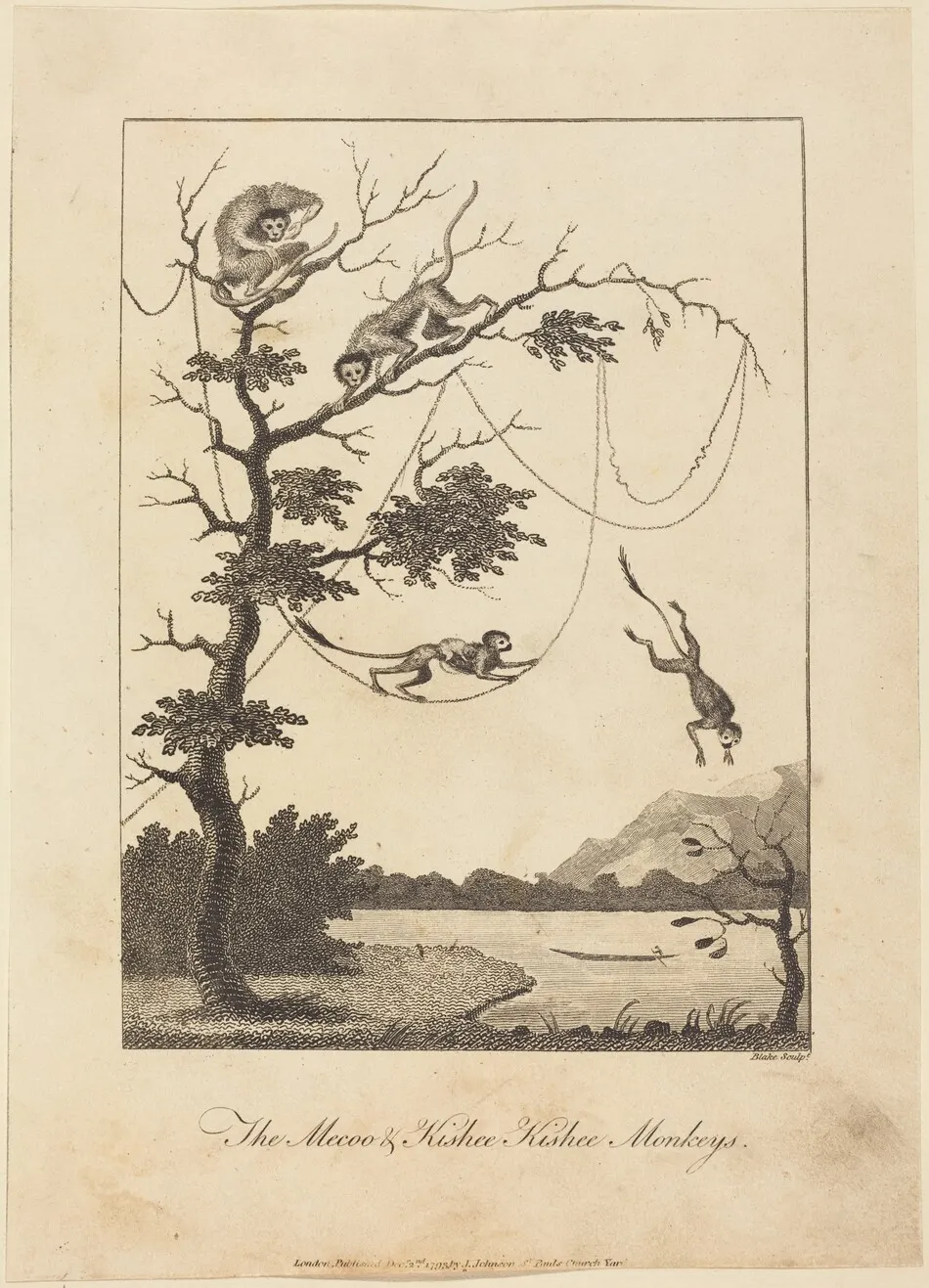 The Mecoo & Kisbee Kishee Monkeys by William Blake