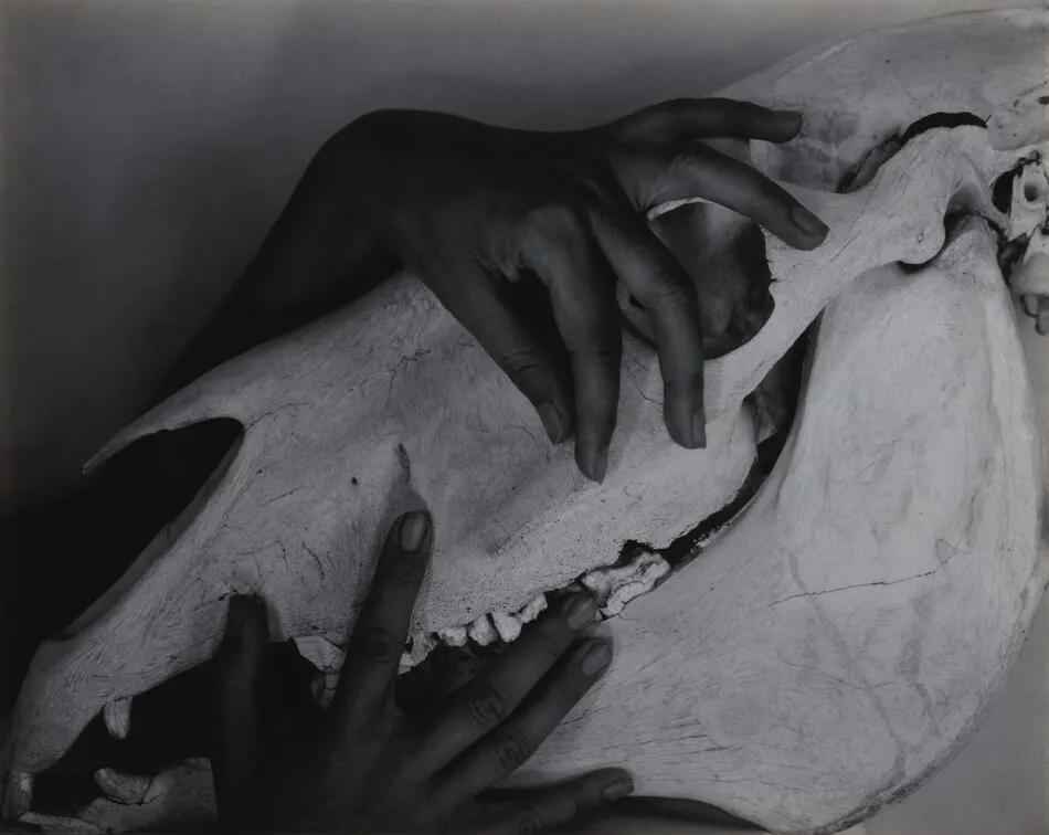Georgia O'Keeffe—Hands and Horse Skull by Alfred Stieglitz