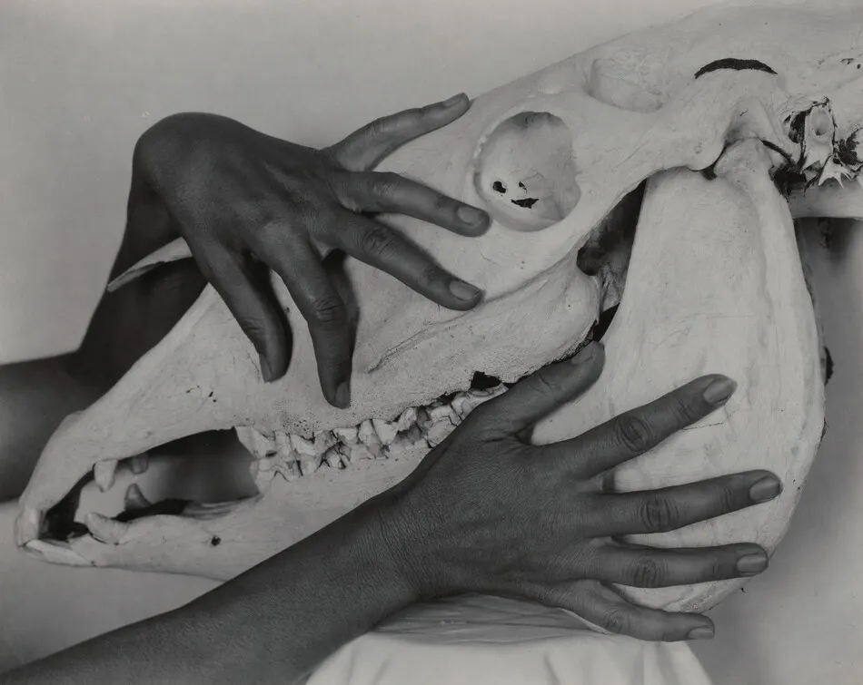 Georgia O'Keeffe—Hands and Horse Skull by Alfred Stieglitz