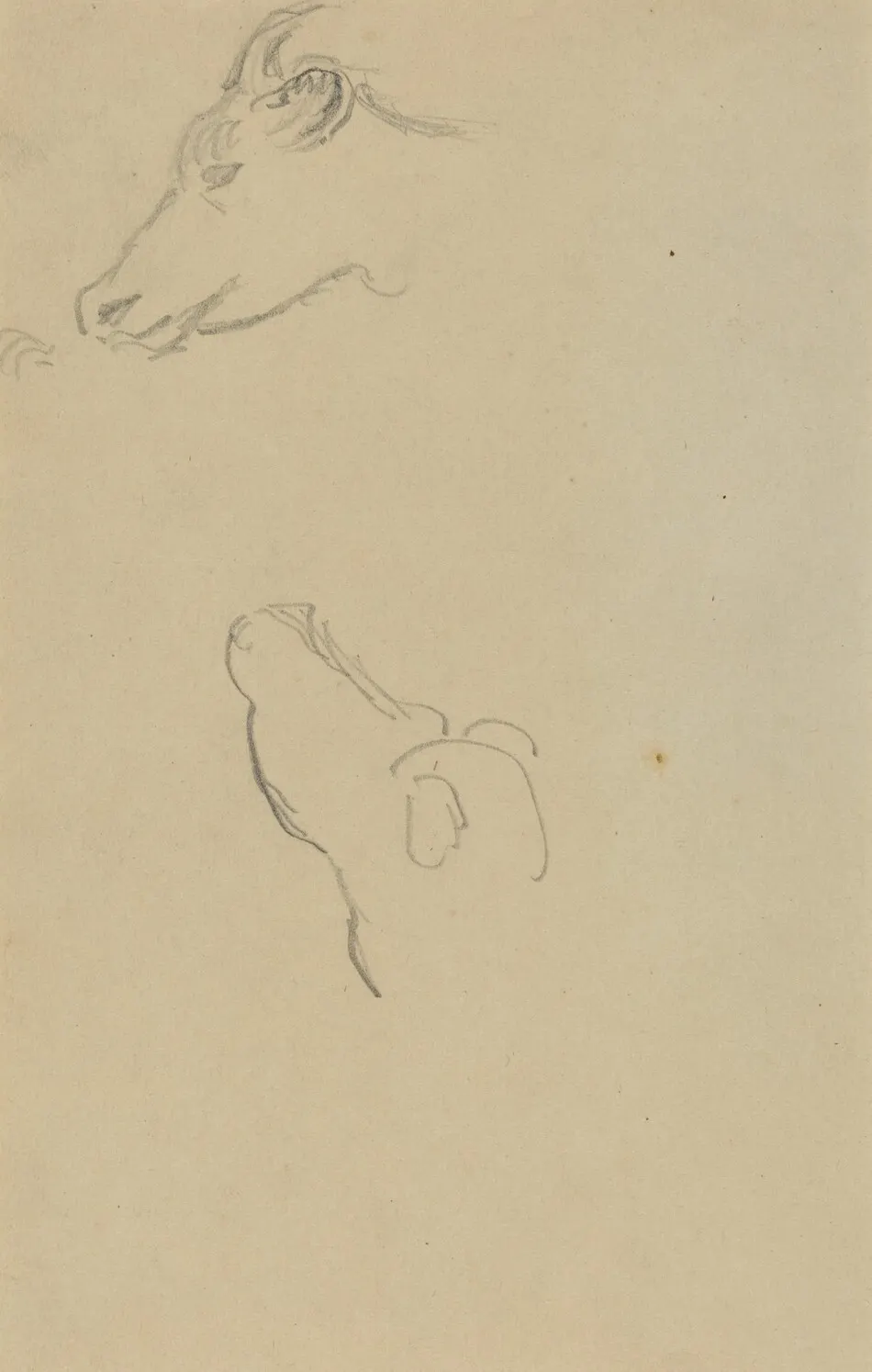 Head of a Cow [recto] by Paul Gauguin