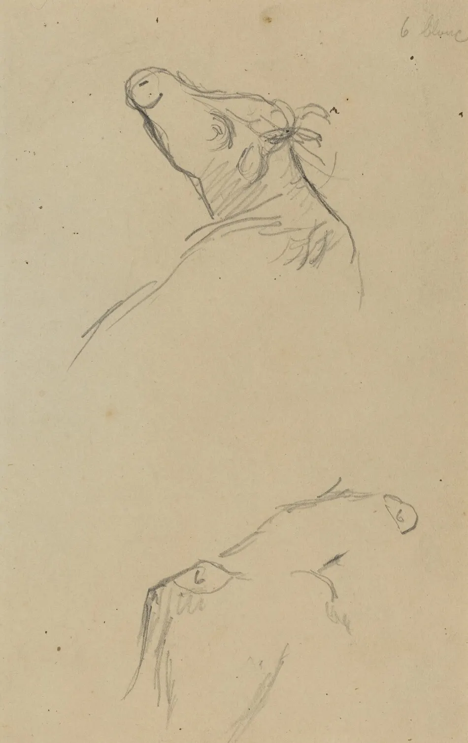 Two Cow's Heads [verso] by Paul Gauguin