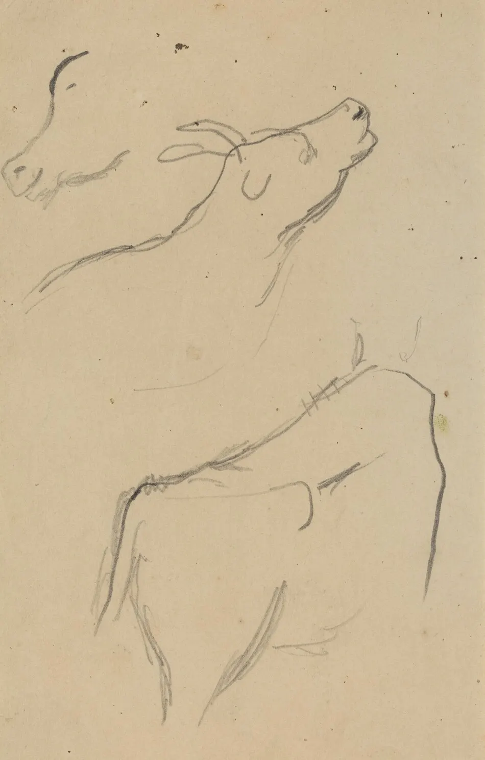 Studies of a Cow [verso] by Paul Gauguin